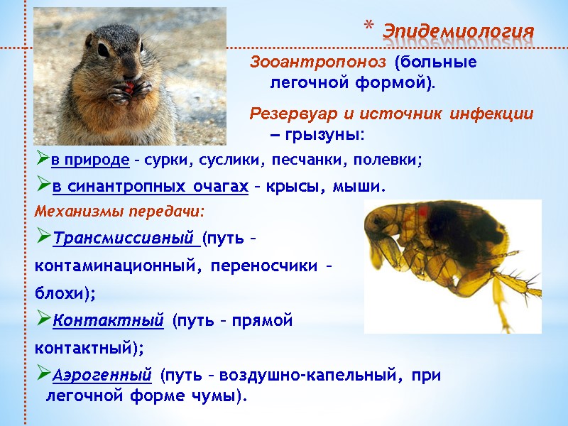 Эпидемиология  в природе – сурки, суслики, песчанки, полевки; в синантропных очагах – крысы,